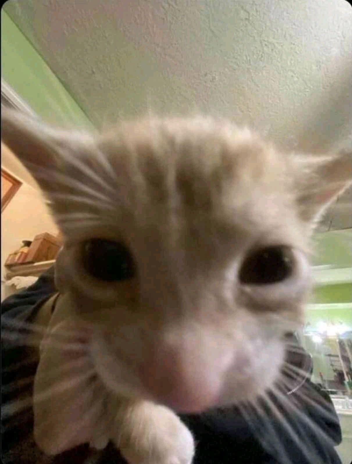 Name (user_handle.lens) Lens social identity (.lens handle) PFP