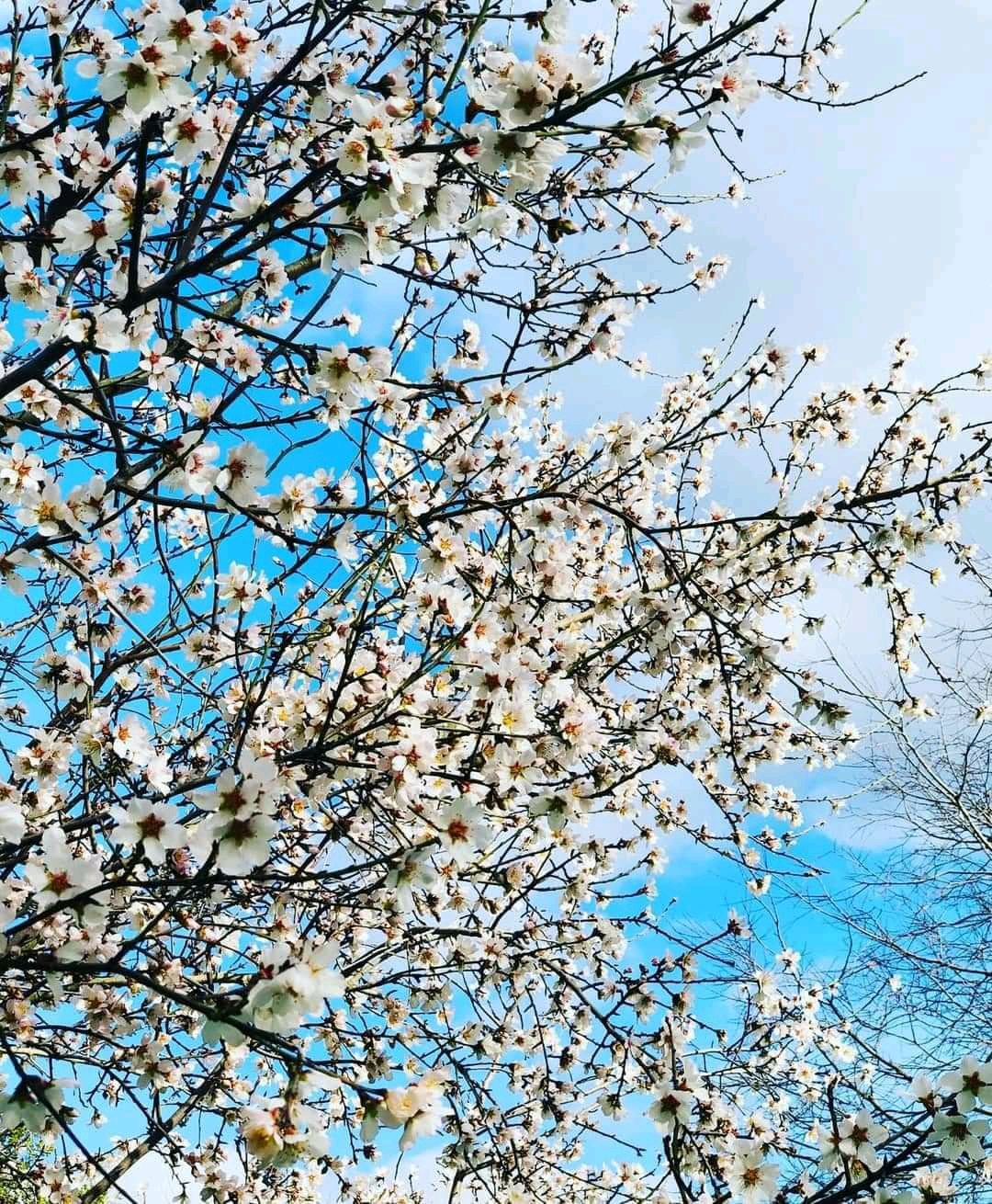 Spele (ggghhhggghhh.lens) Lens social identity (.lens handle) PFP