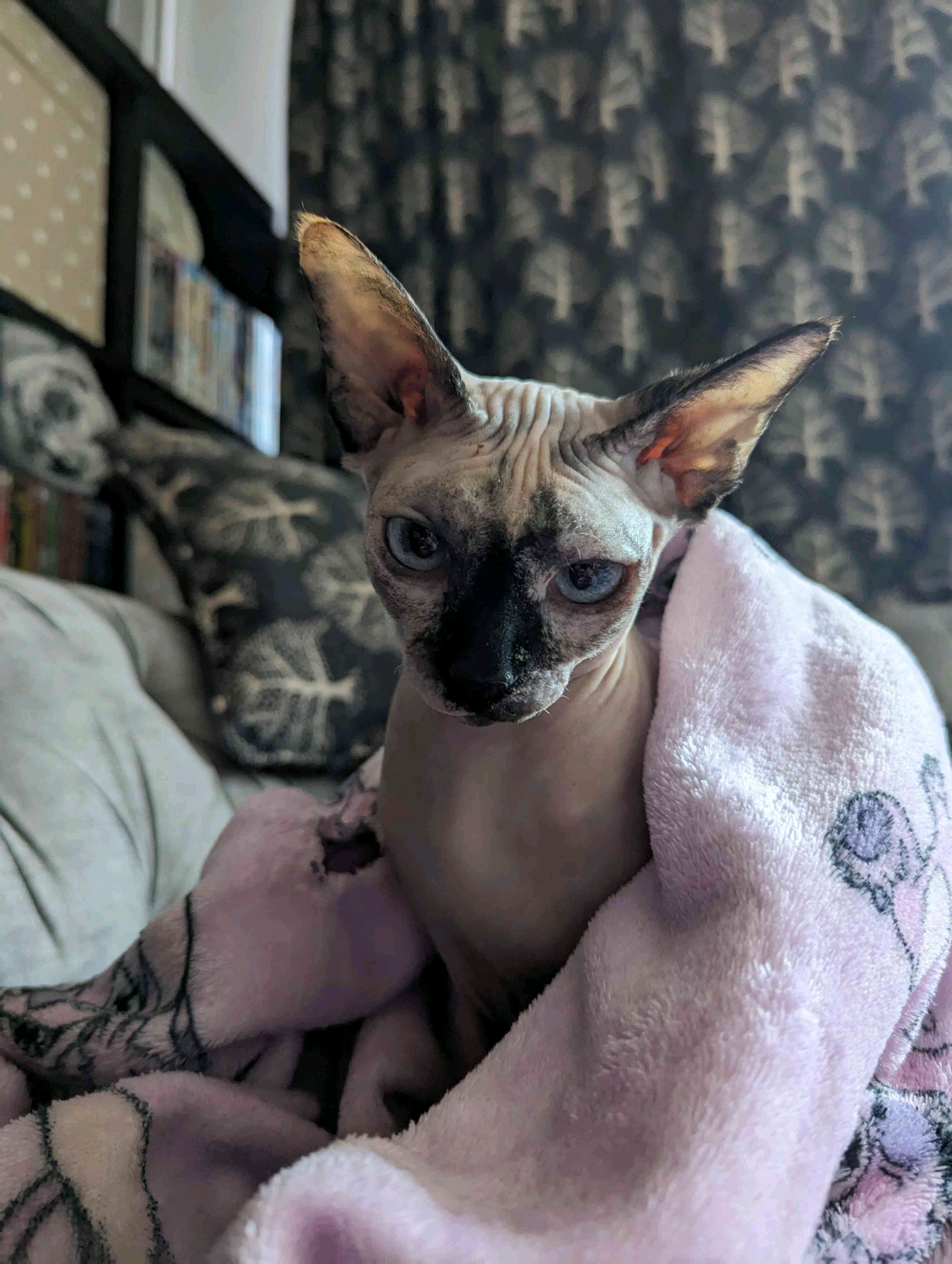 Max (midwit.lens) Lens social identity (.lens handle) PFP