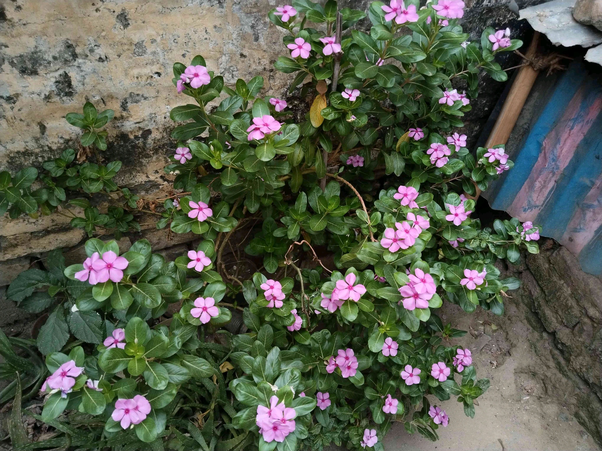 sumaiya (almos.lens) Lens social identity (.lens handle) PFP