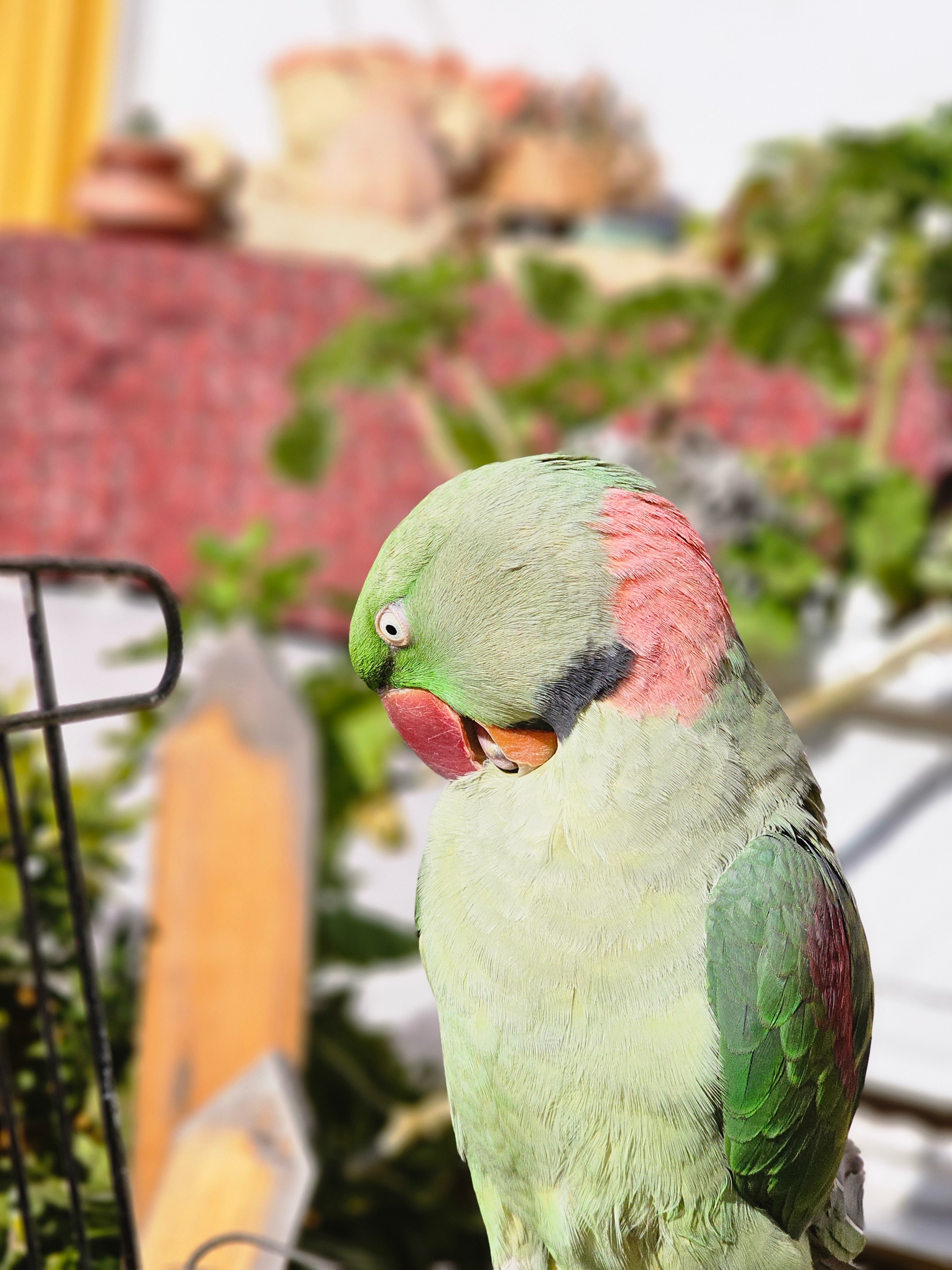 Mojtaba (sepanta.lens) Lens social identity (.lens handle) PFP