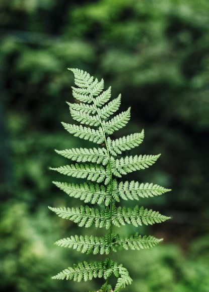 VD (vdhouse.lens) Lens social identity (.lens handle) PFP