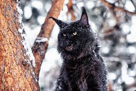 JediCat (jedicat.lens) Lens social identity (.lens handle) PFP