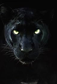 huntereyes.lens Lens social identity (.lens handle) PFP