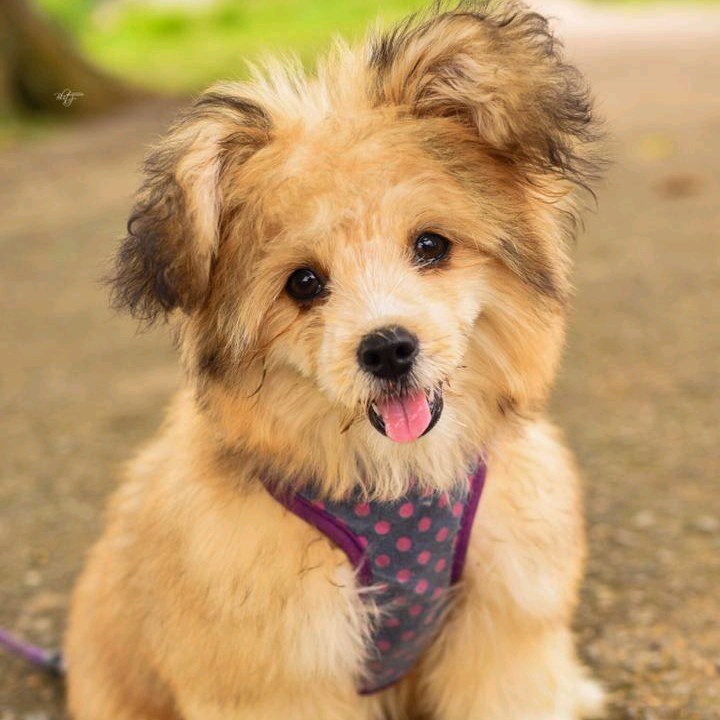 Teetoms (teetoms.lens) Lens social identity (.lens handle) PFP