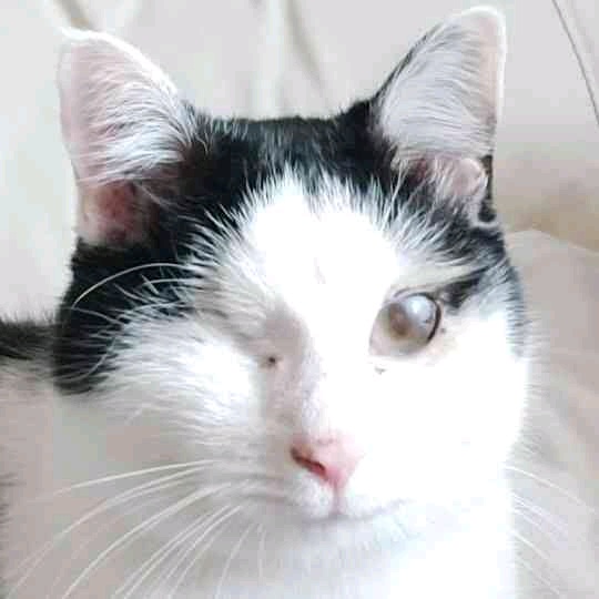 Andre (dresov.lens) Lens social identity (.lens handle) PFP