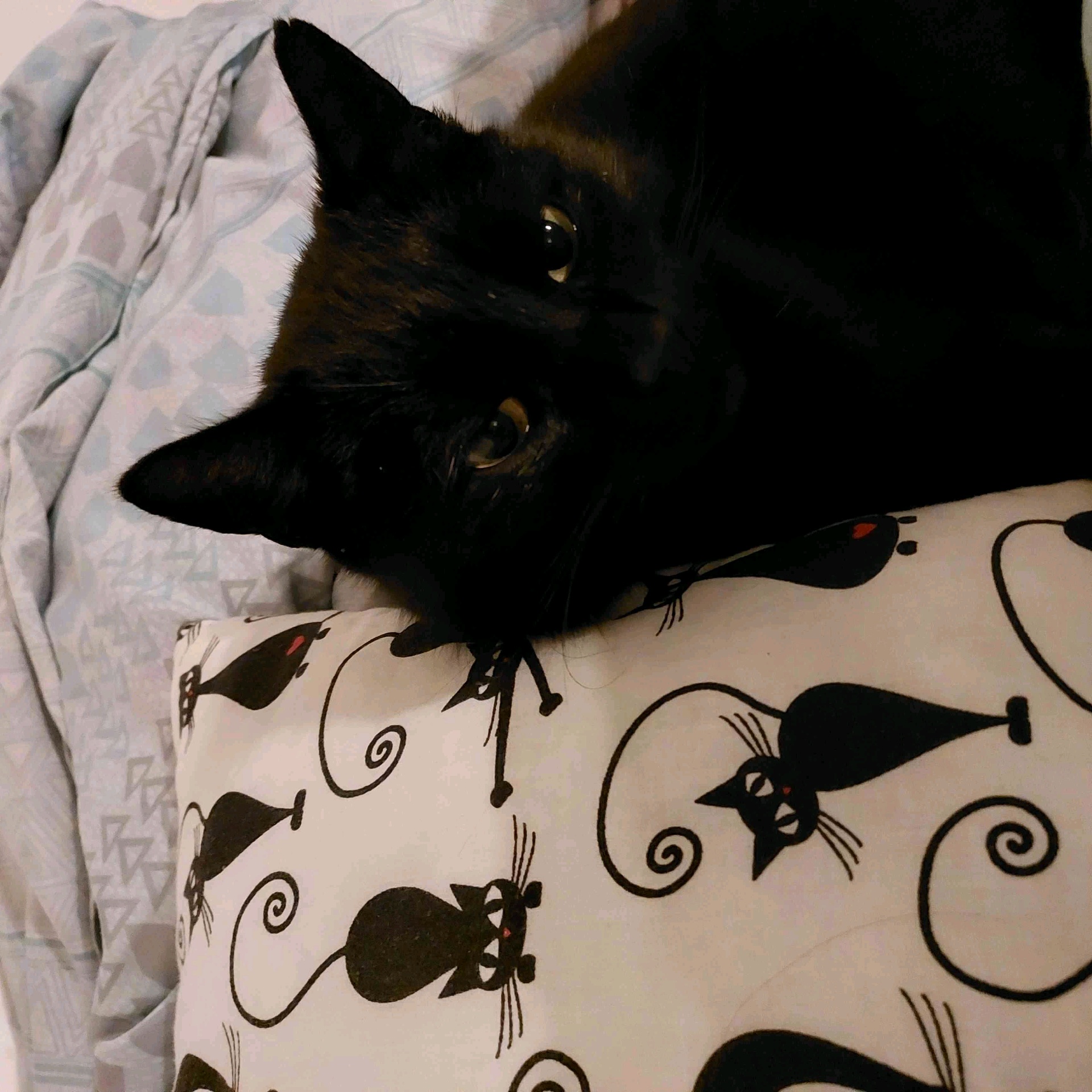 elyshka (elyshka.lens) Lens social identity (.lens handle) PFP