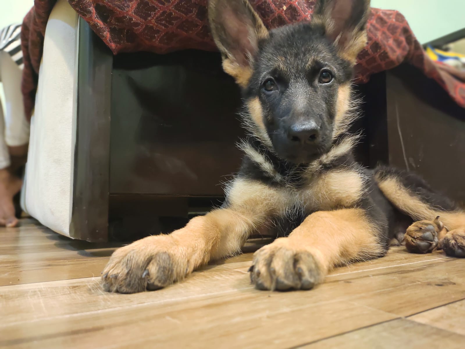 Pardeep (lipoi.lens) Lens social identity (.lens handle) PFP