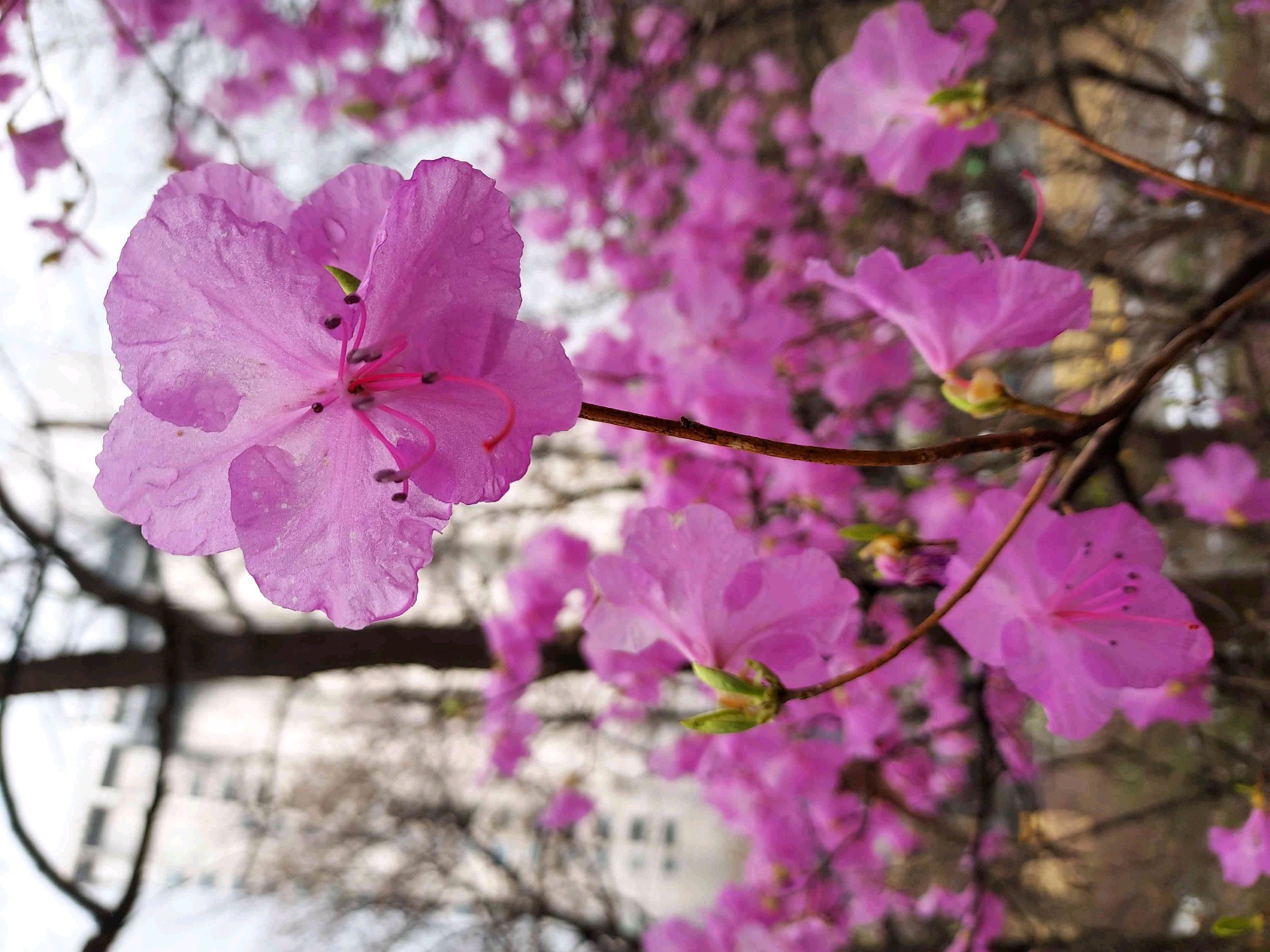 shiningdawn (shiningdawn.lens) Lens social identity (.lens handle) PFP