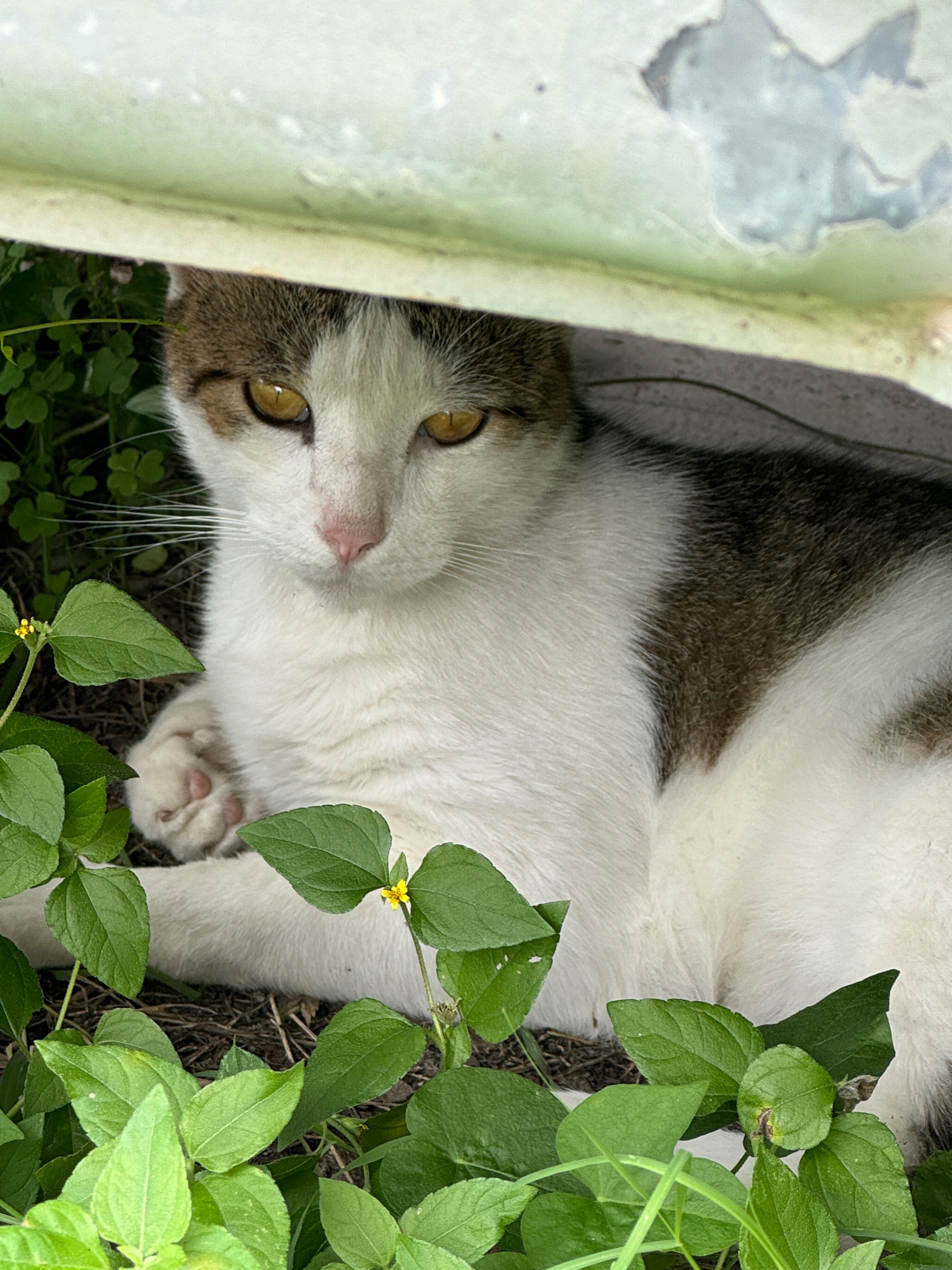 eden (eeden.lens) Lens social identity (.lens handle) PFP