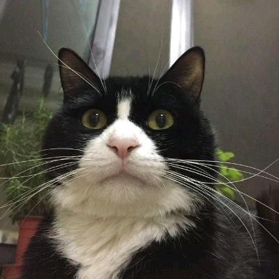 wygx (wygxmew.lens) Lens social identity (.lens handle) PFP