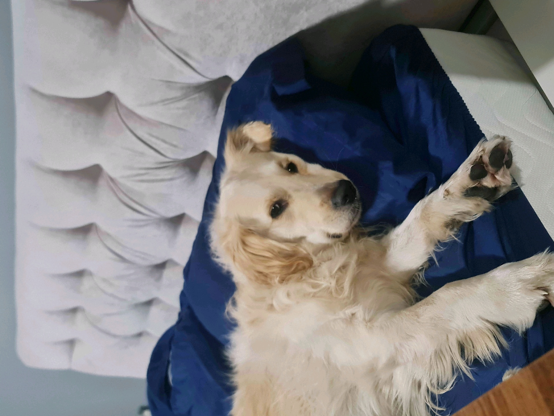 roomie (sinaa.lens) Lens social identity (.lens handle) PFP