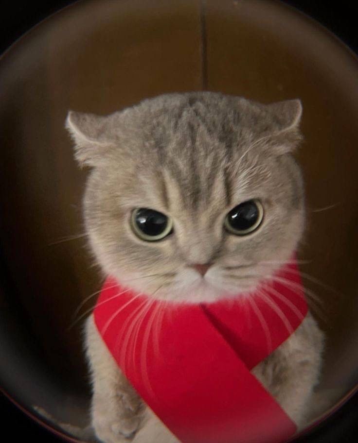 Shelly (henderysm.lens) Lens social identity (.lens handle) PFP