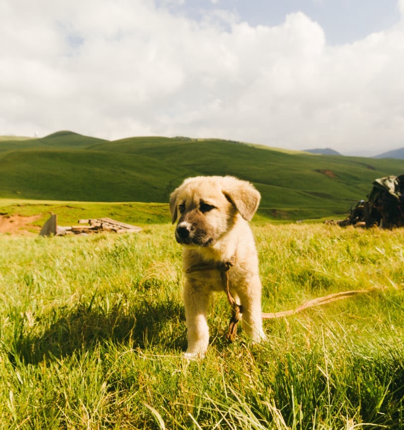 bertous (bertis.lens) Lens social identity (.lens handle) PFP