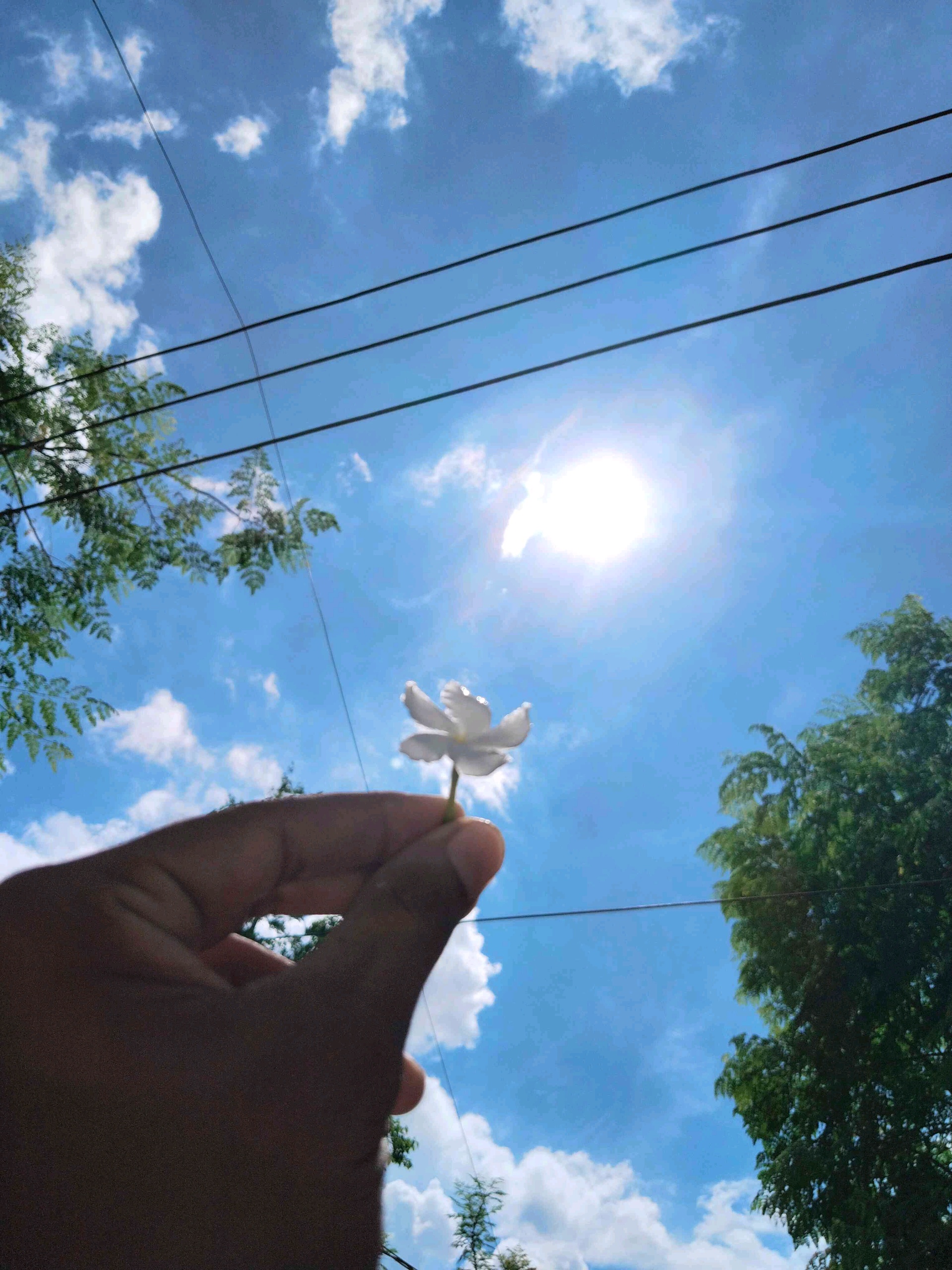 marasu92 (vincenti.lens) Lens social identity (.lens handle) PFP