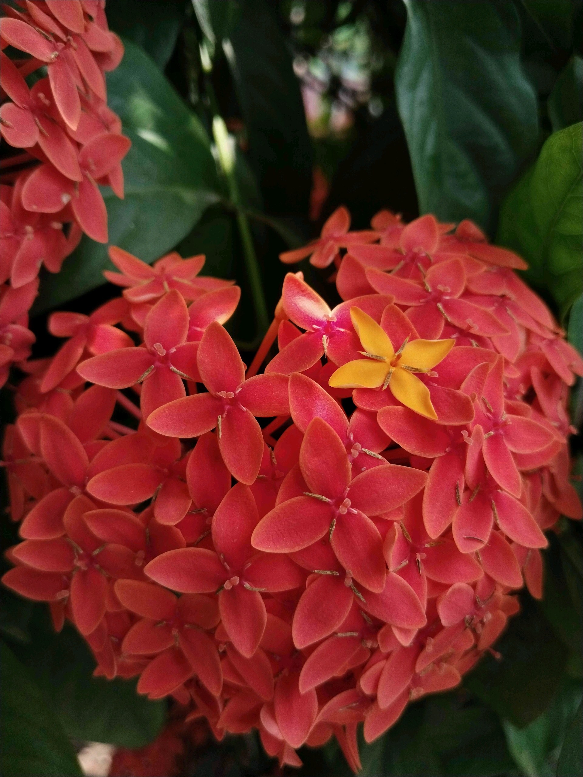 oishi (lexyopen.lens) Lens social identity (.lens handle) PFP