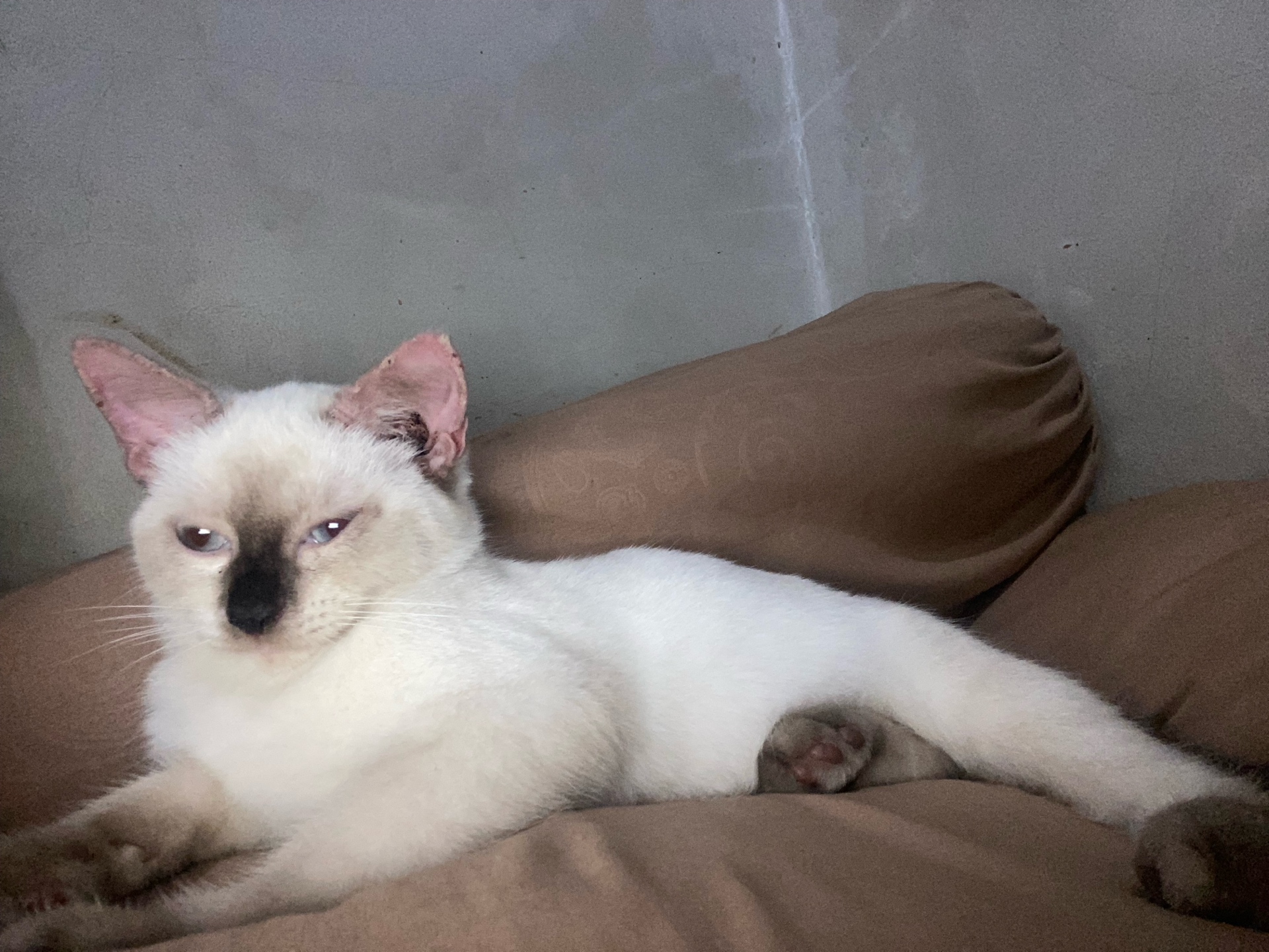 HoogaBooga (septianvgs.lens) Lens social identity (.lens handle) PFP