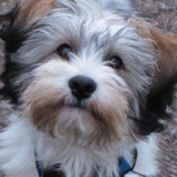 chrigao (chrisolsen.lens) Lens social identity (.lens handle) PFP