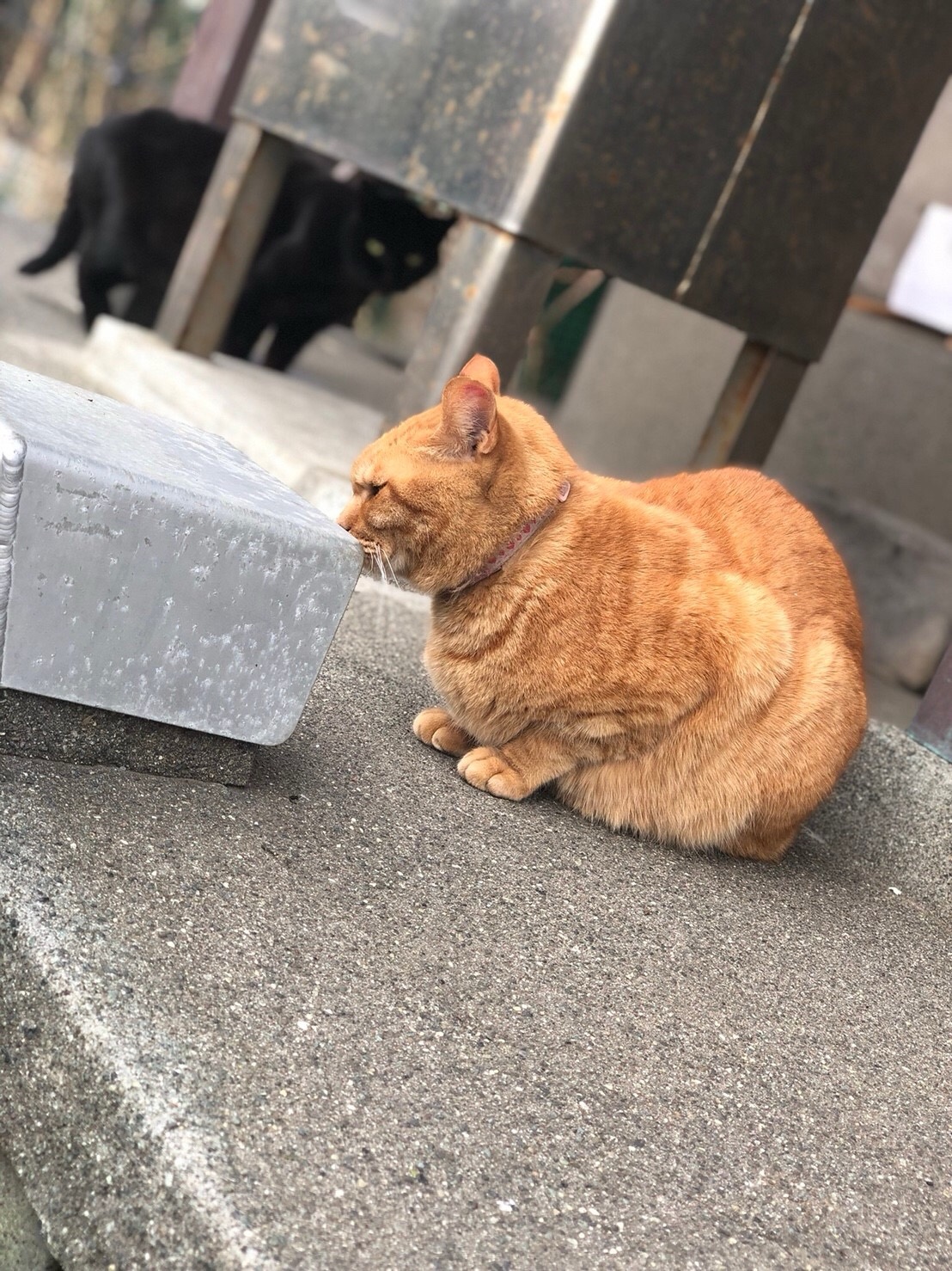 jiji (jijidayo.lens) Lens social identity (.lens handle) PFP