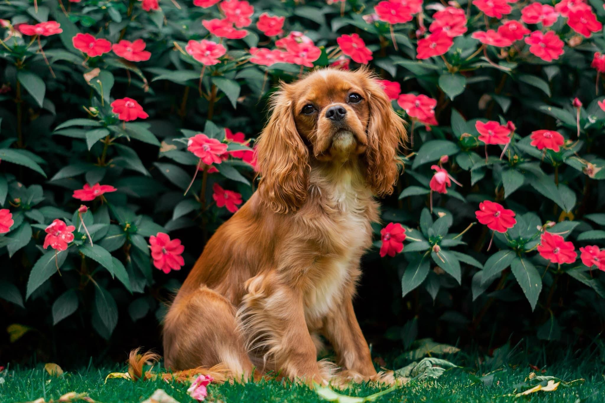 Jasper (jasperthecav.lens) Profile Photo