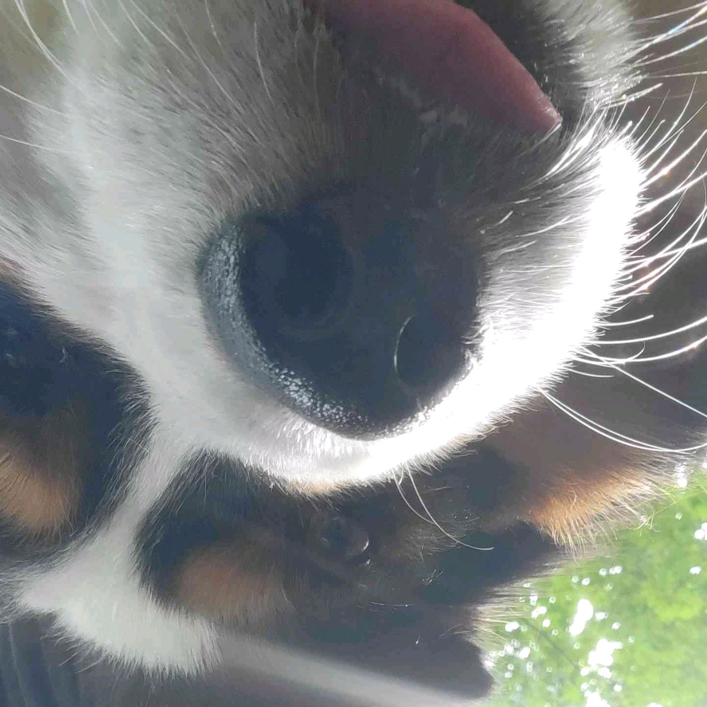 Dablib (dablib.lens) Lens social identity (.lens handle) PFP