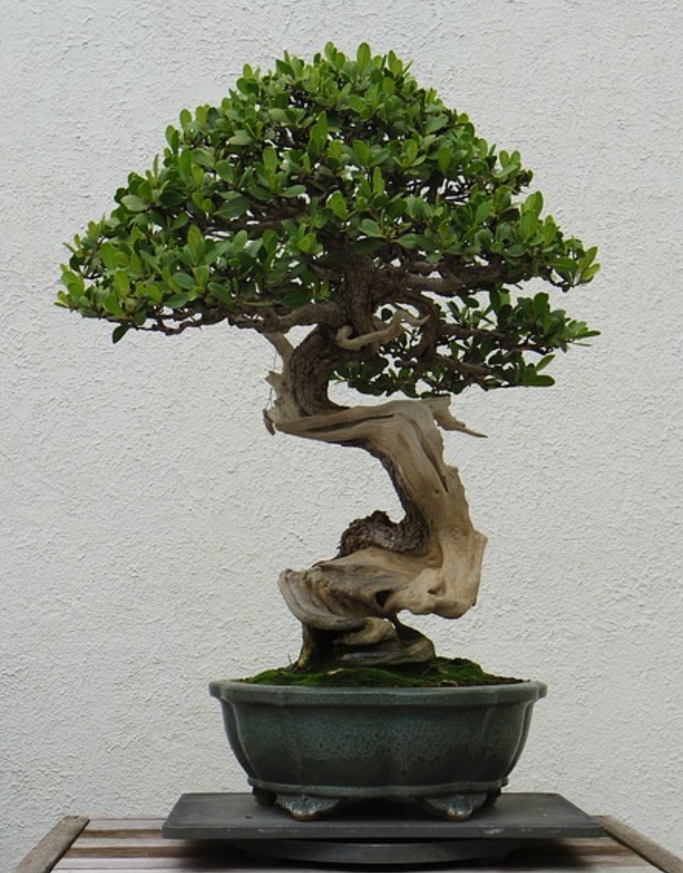 Hannav (vainha.lens) Lens social identity (.lens handle) PFP