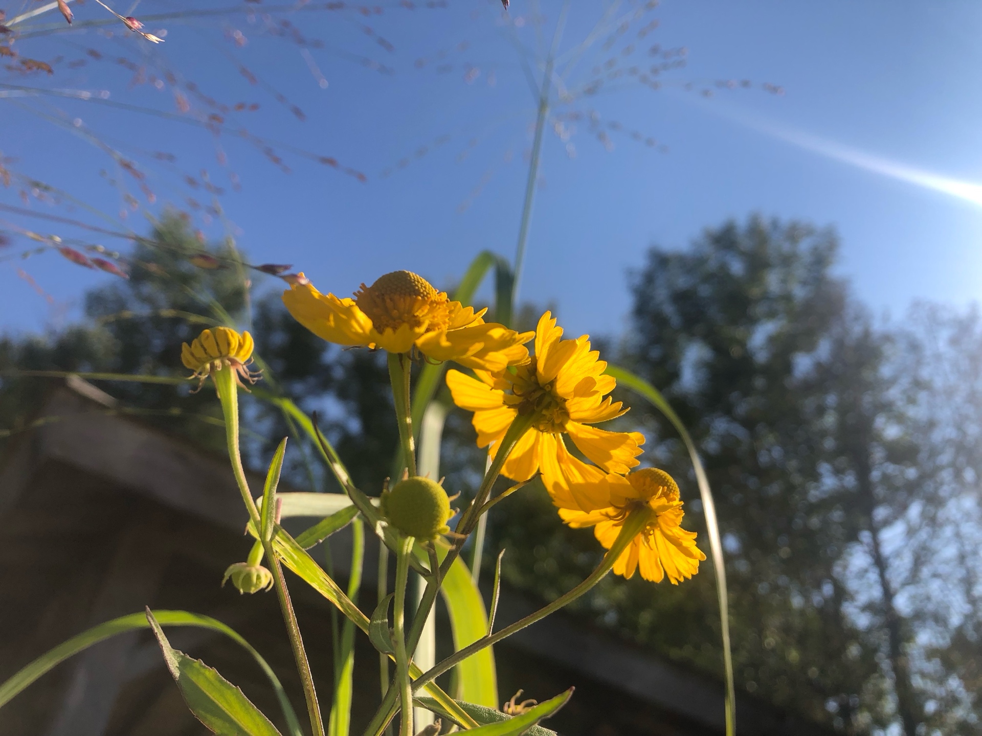 Harvestmoon (amsor.lens) Lens social identity (.lens handle) PFP