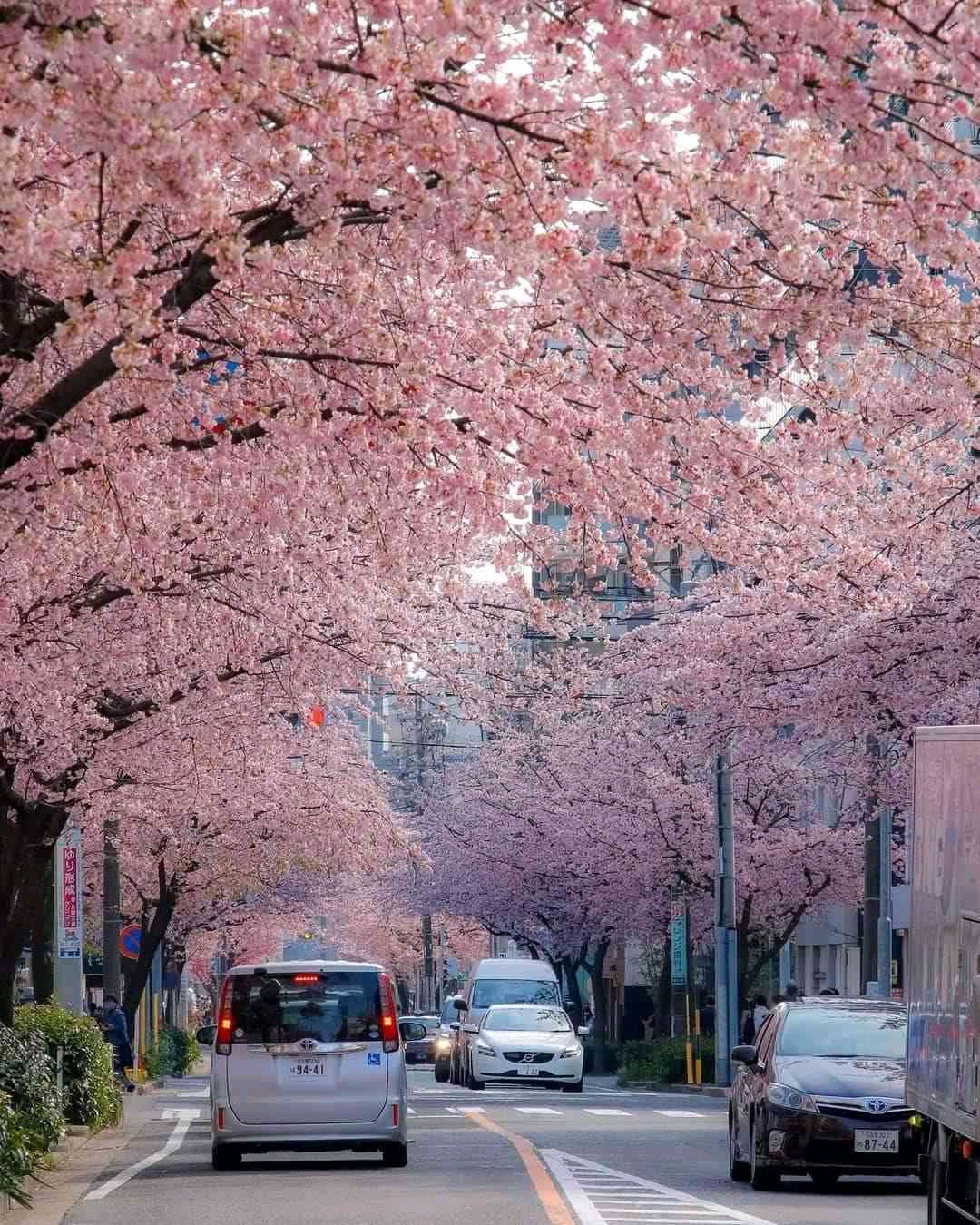 Phan Tuan (mobnaut.lens) Lens social identity (.lens handle) PFP