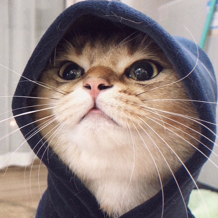 zrj (zzzrj.lens) Lens social identity (.lens handle) PFP