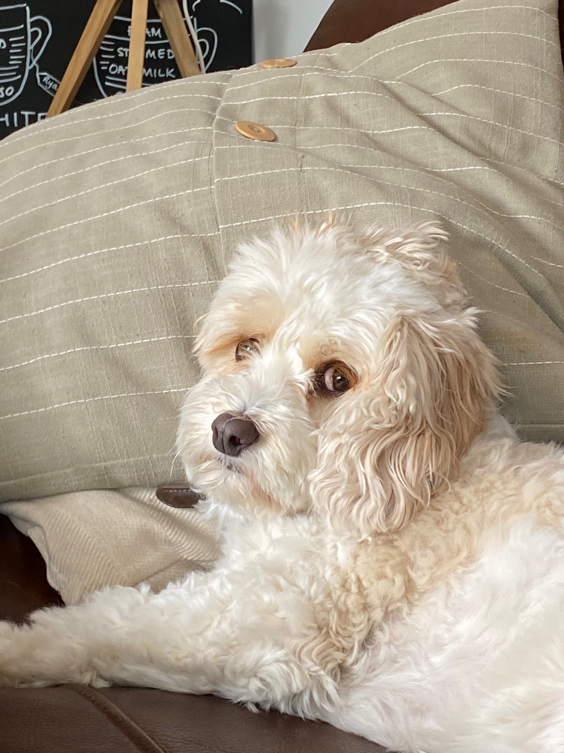 Burt (ryburt.lens) Lens social identity (.lens handle) PFP