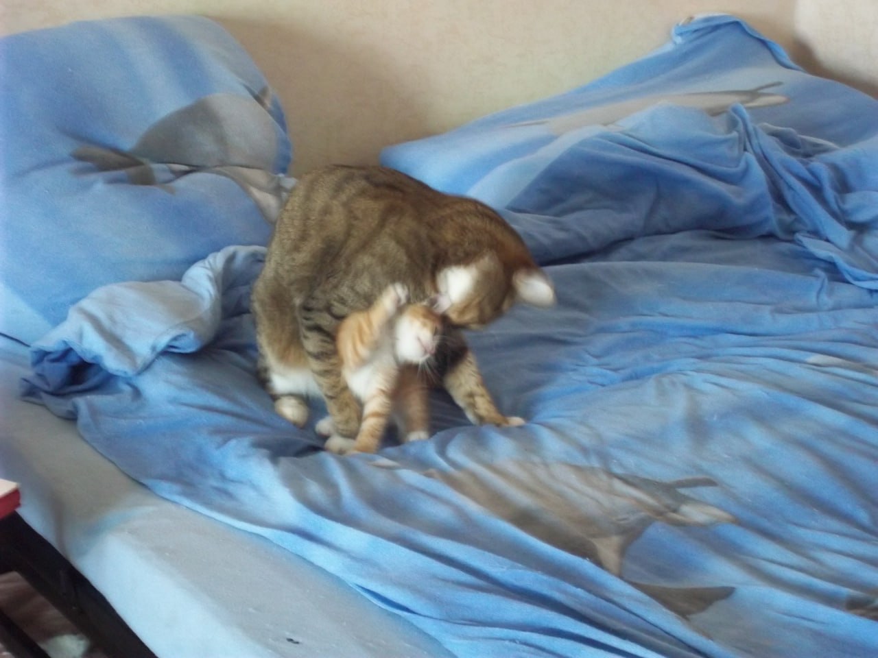 spacegoat (spacegoat.lens) Lens social identity (.lens handle) PFP