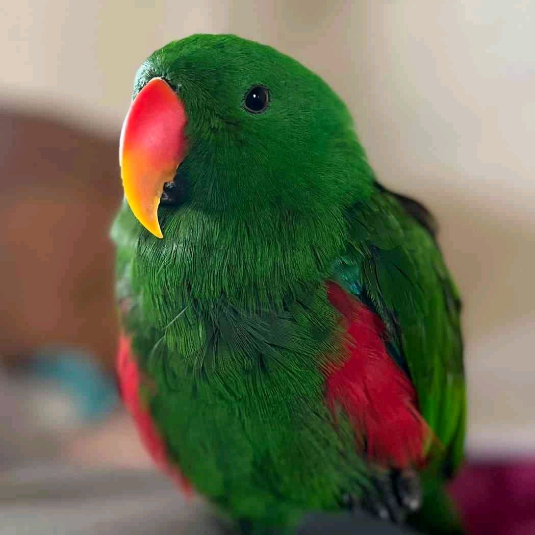 SmartKim (smartkim.lens) Lens social identity (.lens handle) PFP