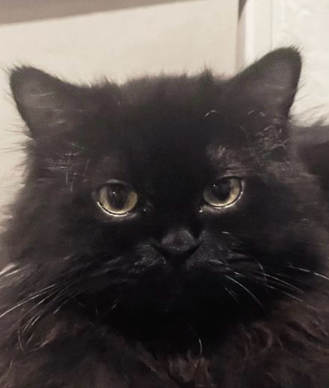 dimethyltriptamine (dimethyltriptamine.lens) Lens social identity (.lens handle) PFP