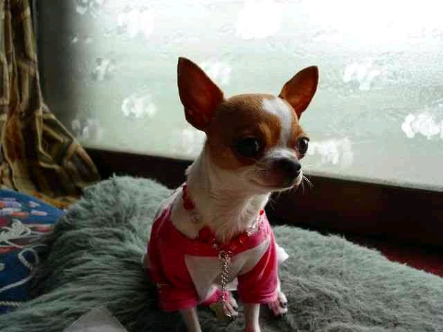 rariy (rariy.lens) Lens social identity (.lens handle) PFP