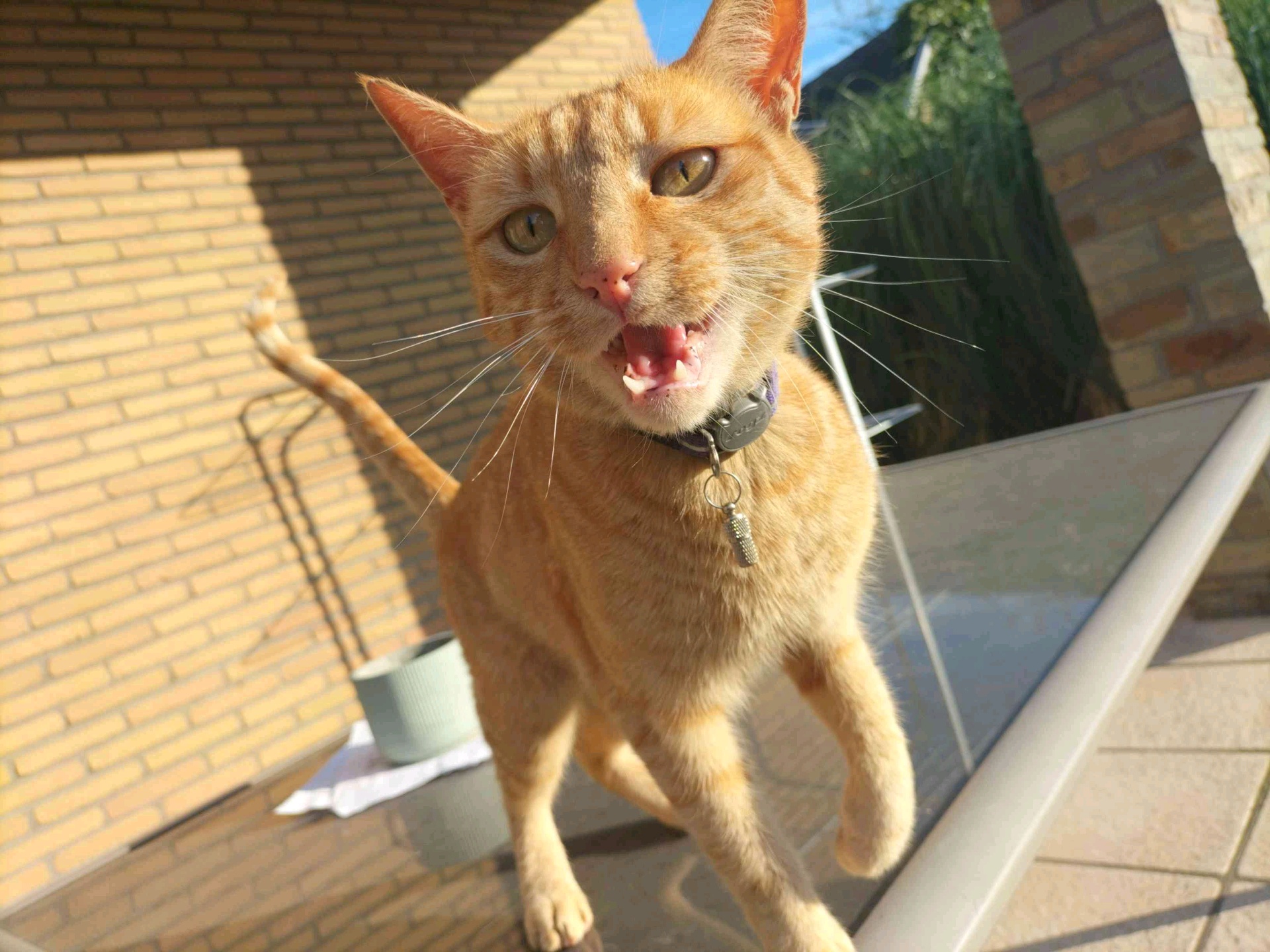 grzegrze (hejchaczi.lens) Lens social identity (.lens handle) PFP