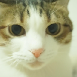 Mango (coupang.lens) Lens social identity (.lens handle) PFP