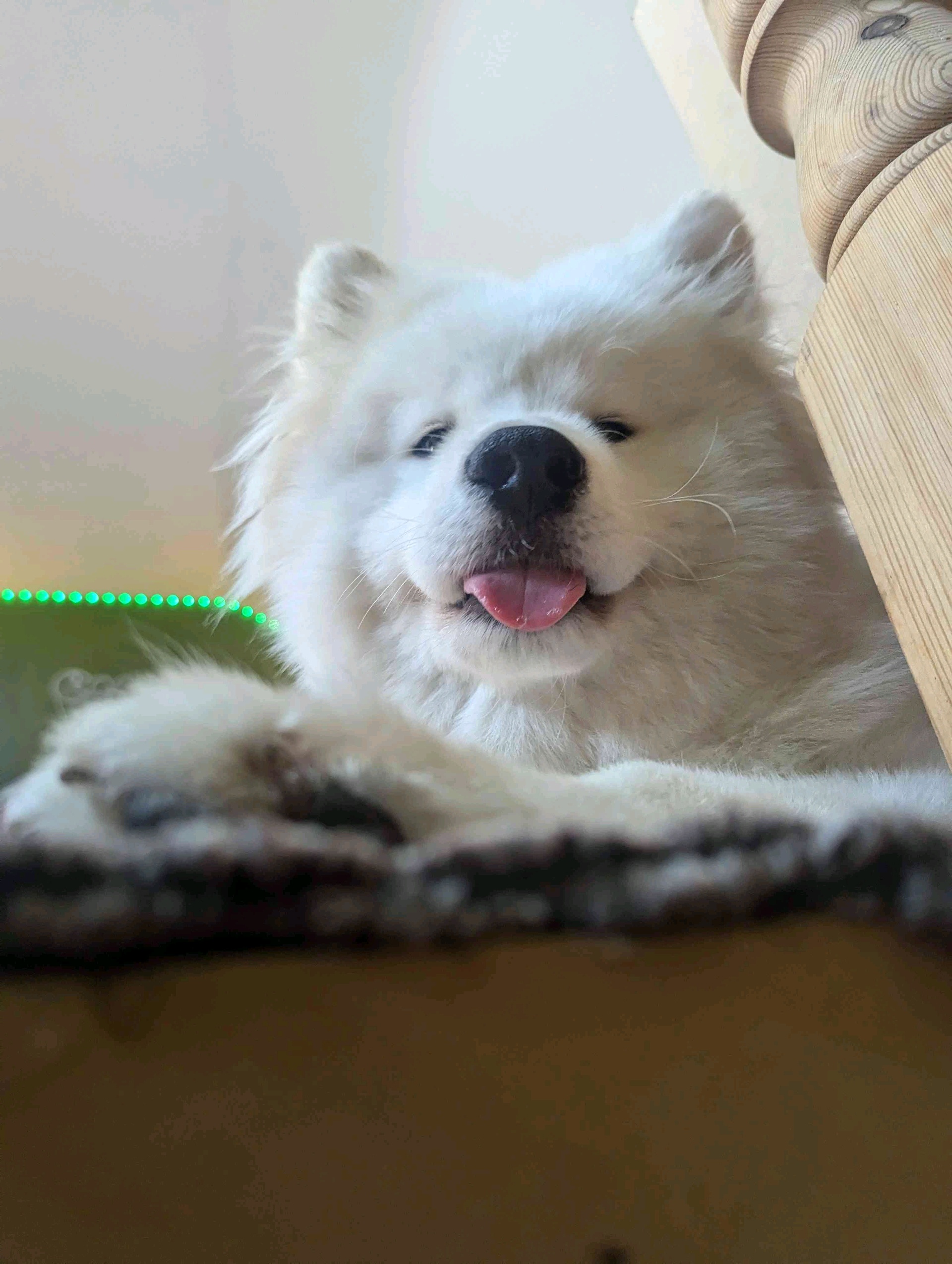 FluffBoi (pyxlz.lens) Lens social identity (.lens handle) PFP