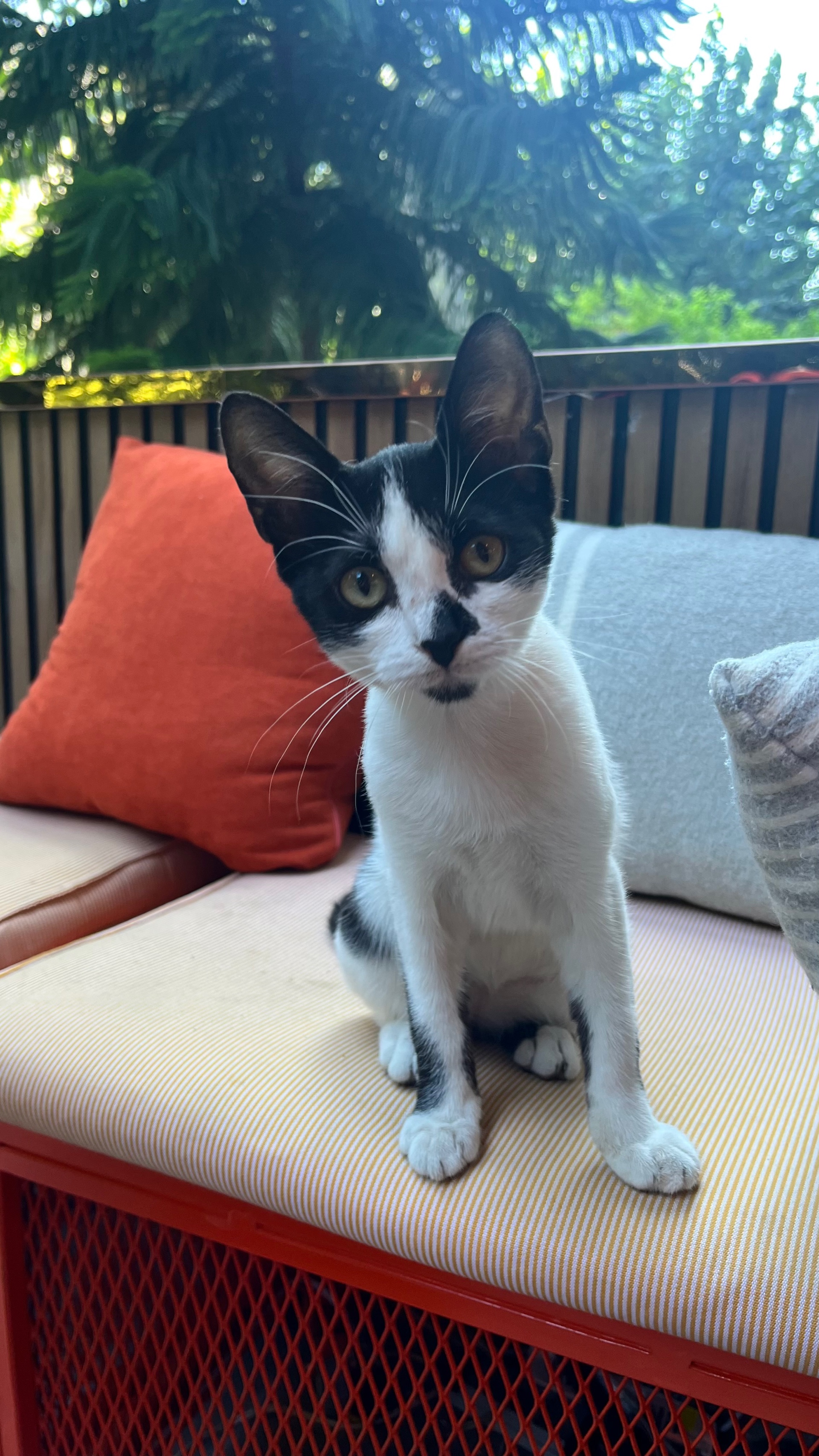 Ihsan (sivridis.lens) Lens social identity (.lens handle) PFP