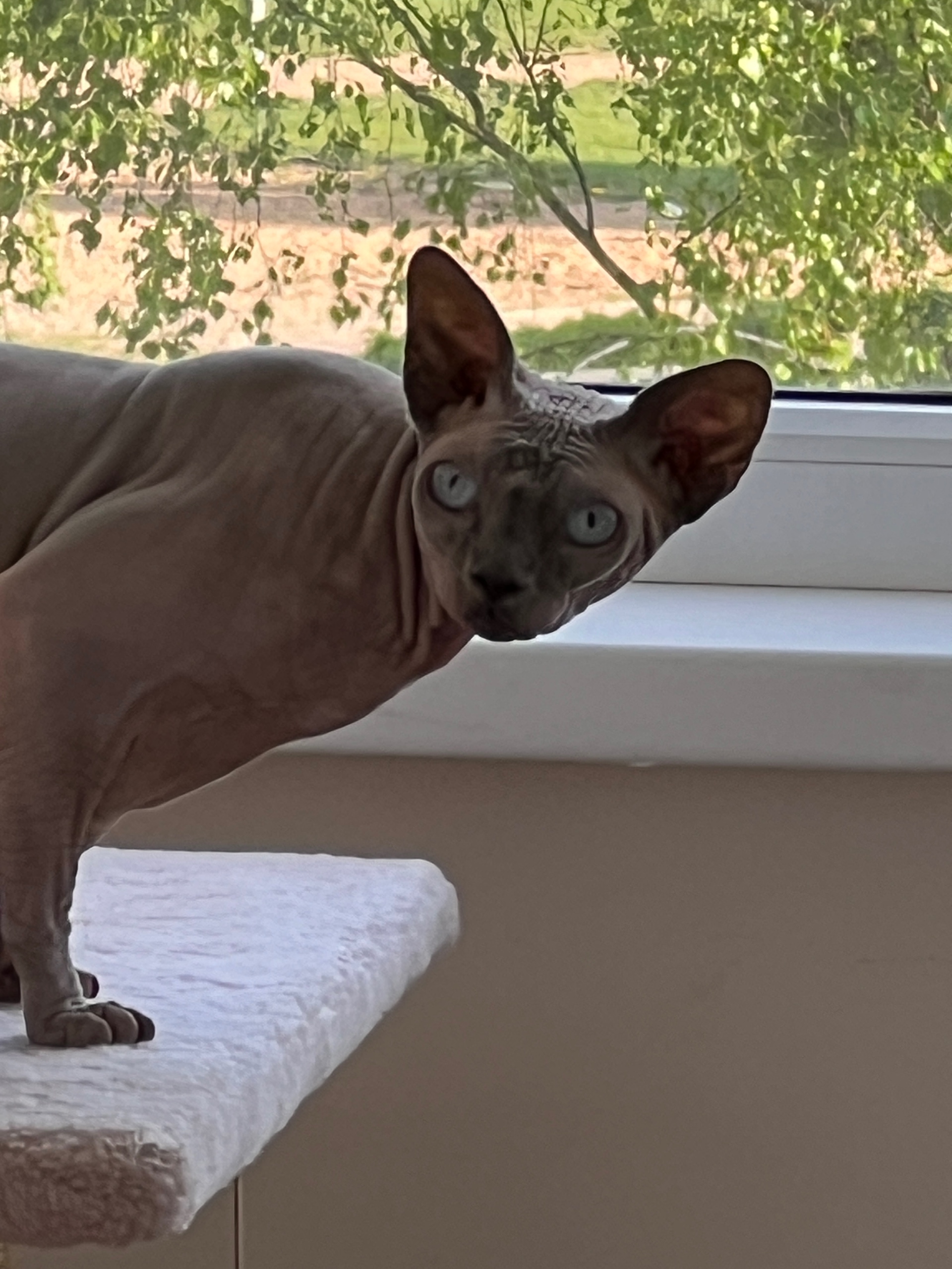 Aleks (bennolsen.lens) Lens social identity (.lens handle) PFP