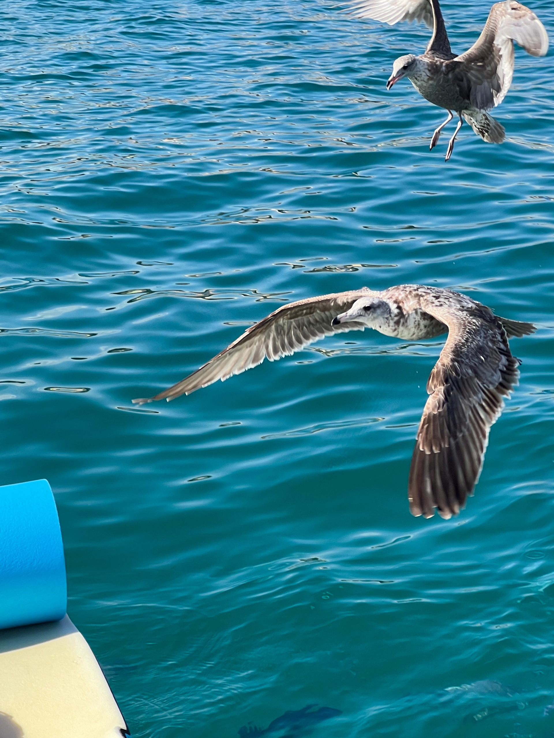 Lmgaooo (kourt.lens) Lens social identity (.lens handle) PFP