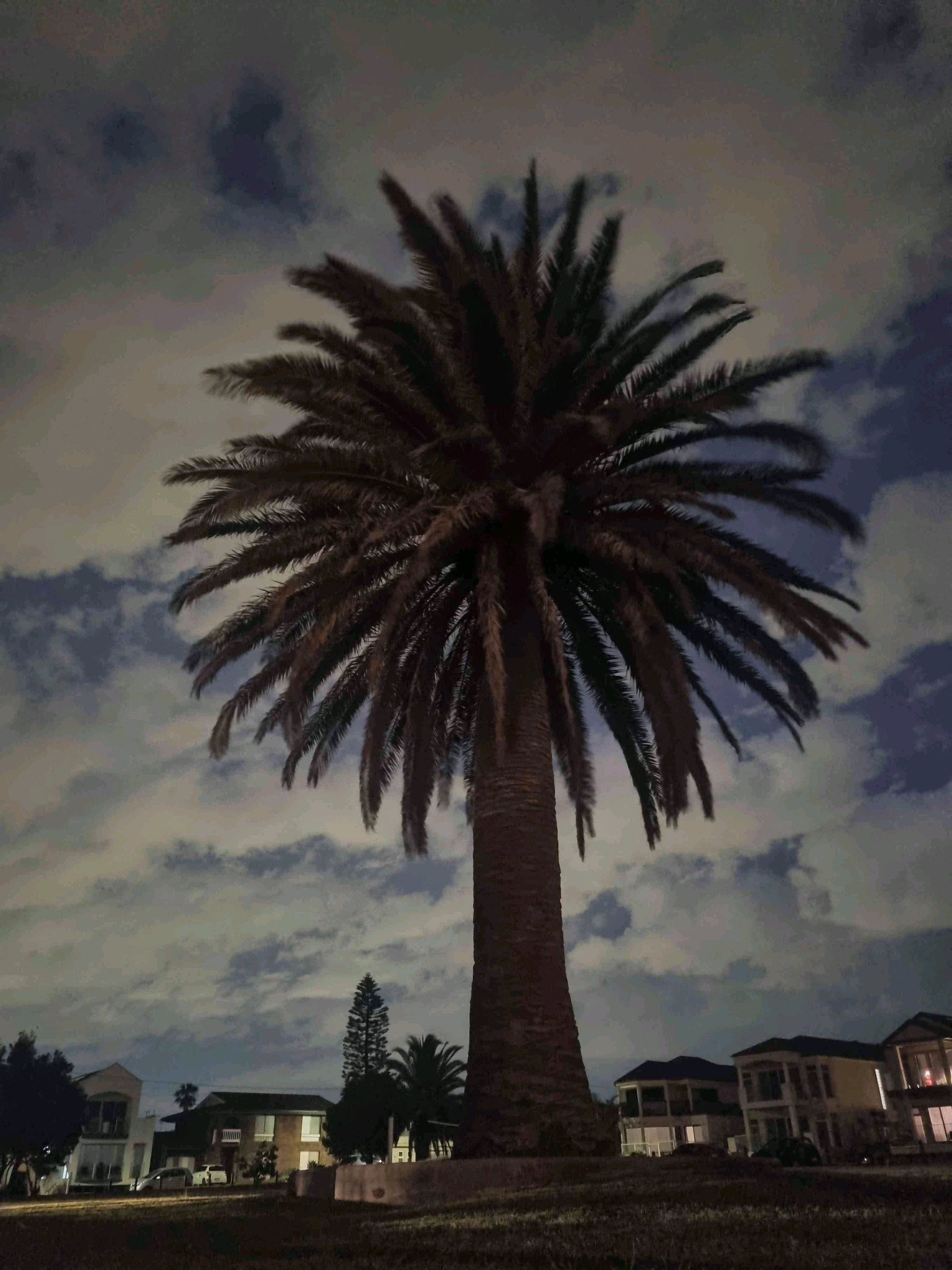 Darbi (darbi.lens) Lens social identity (.lens handle) PFP