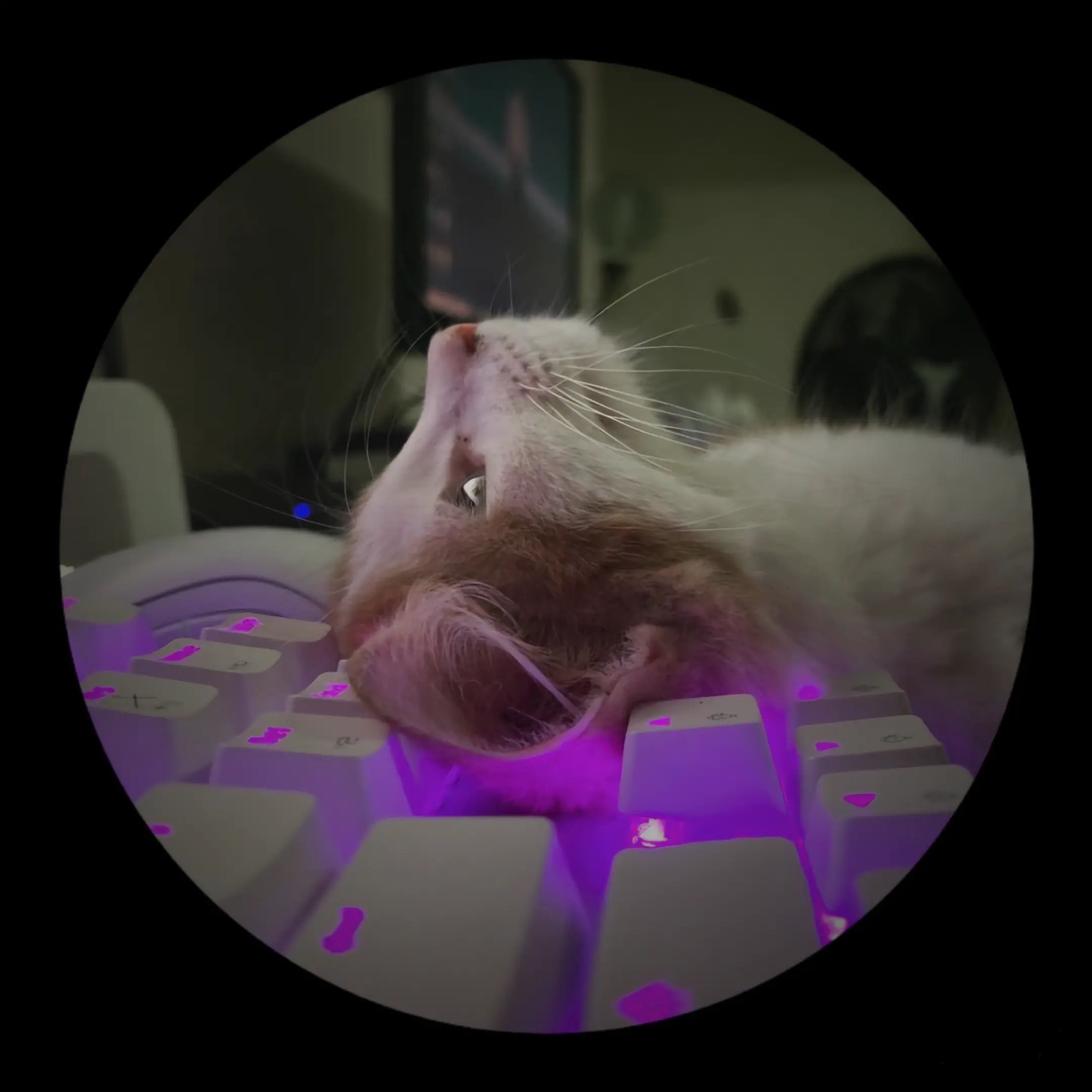 JeRA (jera352.lens) Lens social identity (.lens handle) PFP