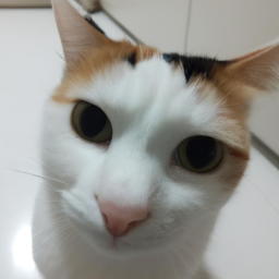 liliasong (lilyon.lens) Lens social identity (.lens handle) PFP