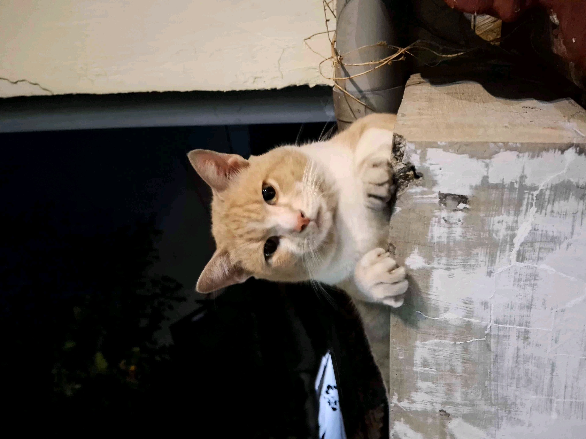 Rifqiharish93 (rifqiharish.lens) Lens social identity (.lens handle) PFP