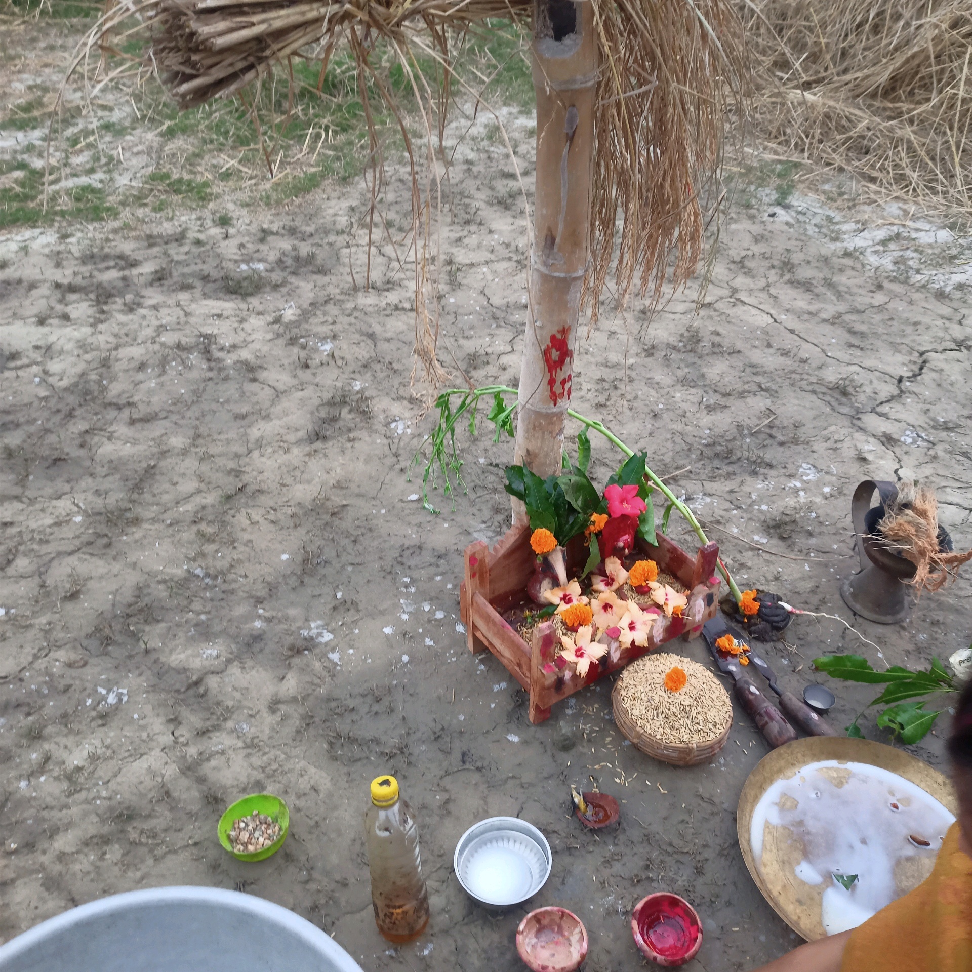 Mk (ankita78.lens) Lens social identity (.lens handle) PFP