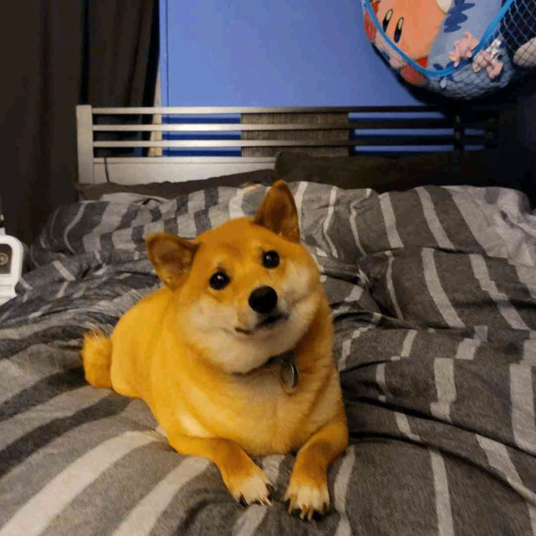 gotchifan.lens Lens social identity (.lens handle) PFP