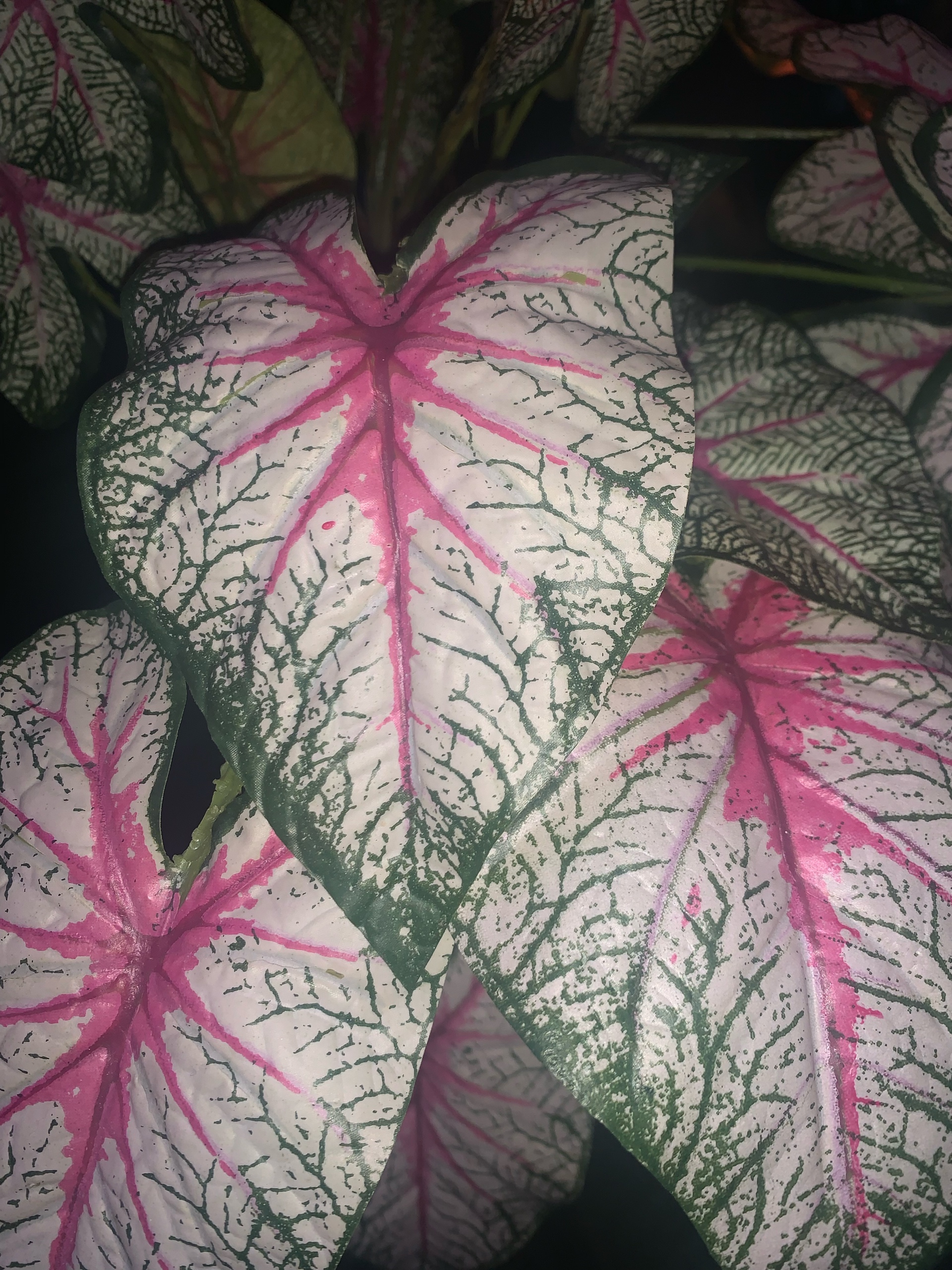 madvi (madvi.lens) Lens social identity (.lens handle) PFP