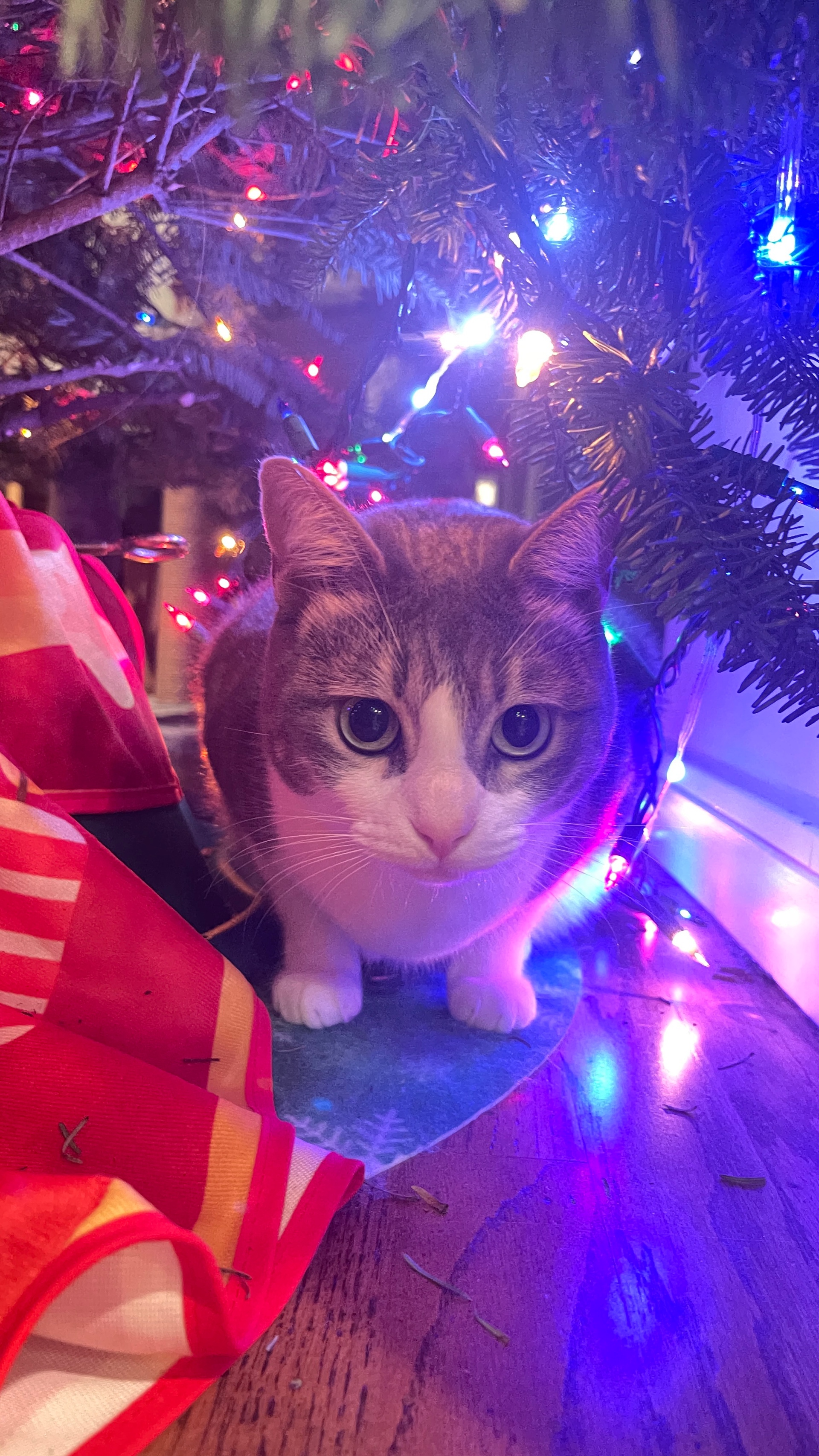 ahnetboy (ahnetboy.lens) Lens social identity (.lens handle) PFP