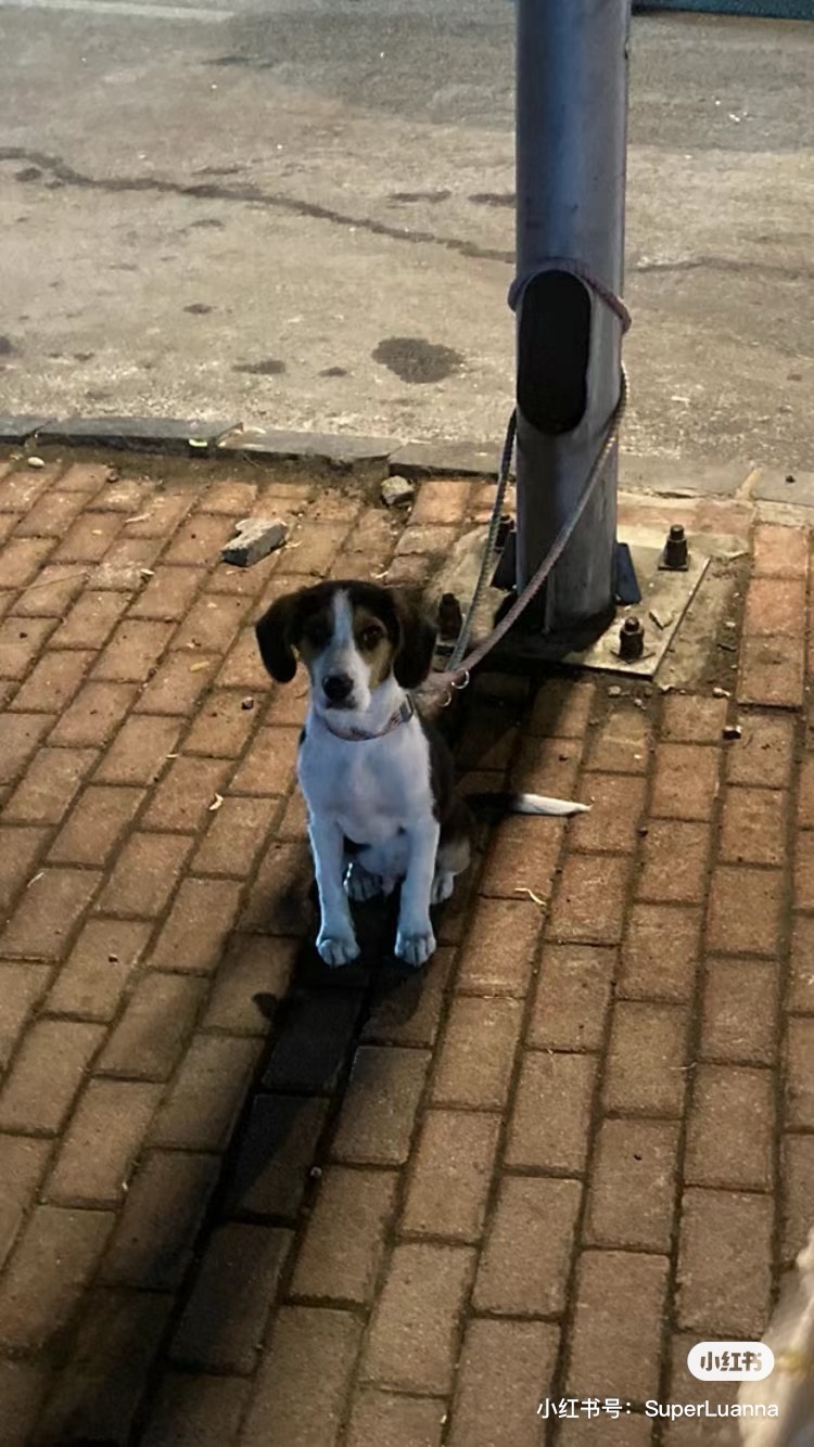 Lulu Wang (luluwang.lens) Lens social identity (.lens handle) PFP