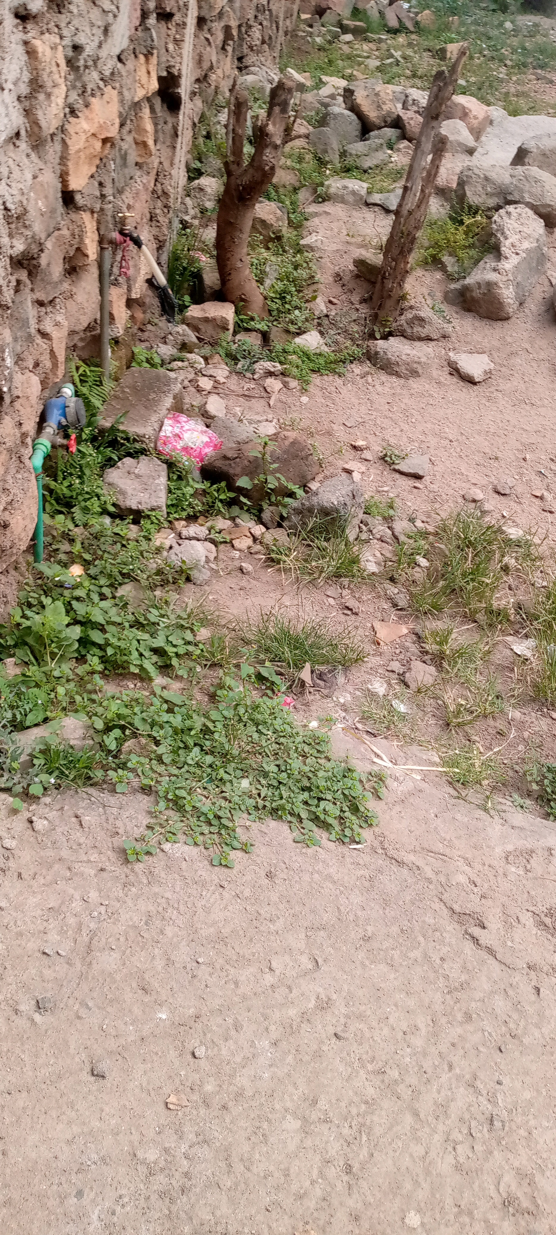 5555555555555.lens Lens social identity (.lens handle) PFP